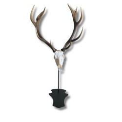 SUPPORT TROPHEE CERF SUR...